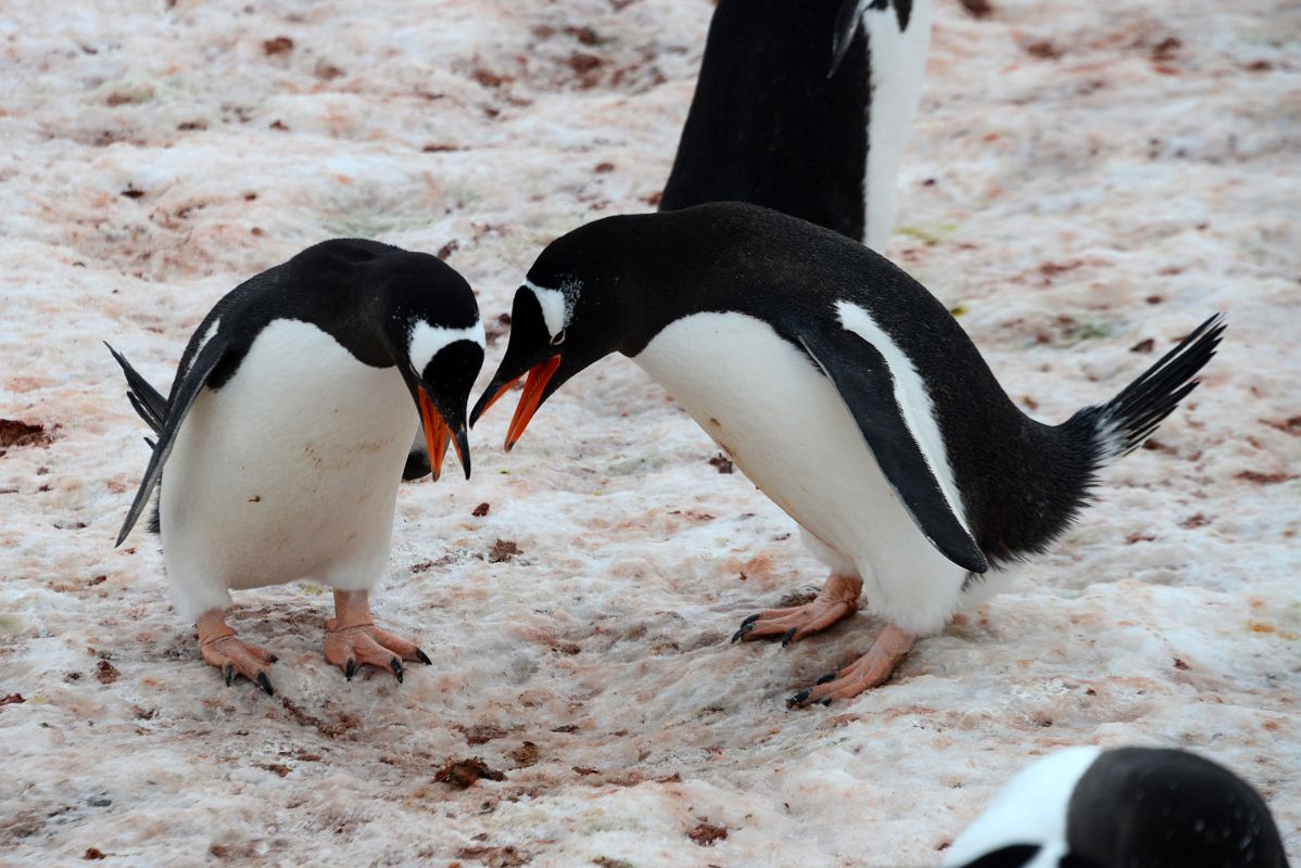 03D Two Gentoo Penguins Perform A Mating Ritual At Neko Harbour On Quark Expeditions Antarctica Cruise